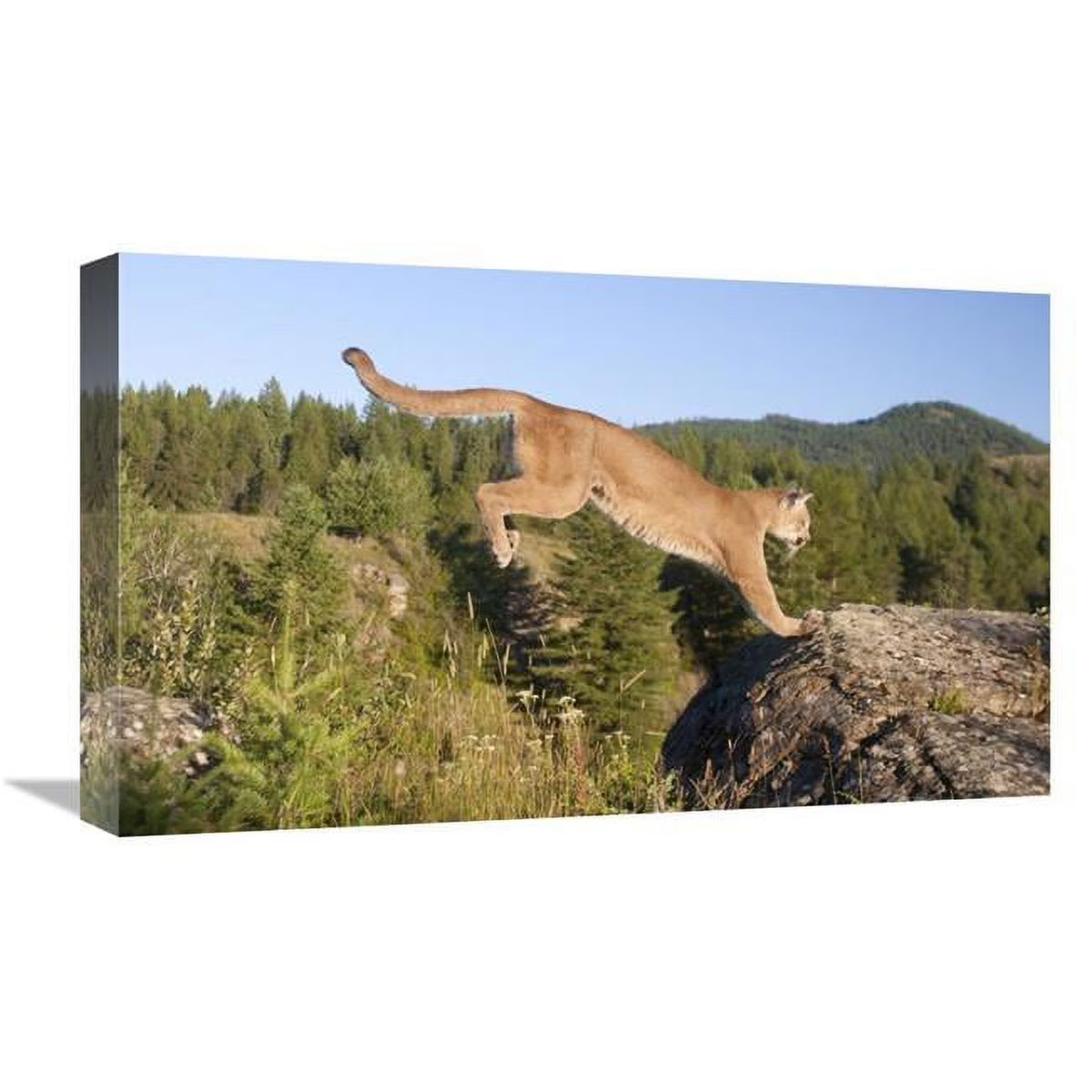 22 in. Mountain Lion Jumping Art Print I82438