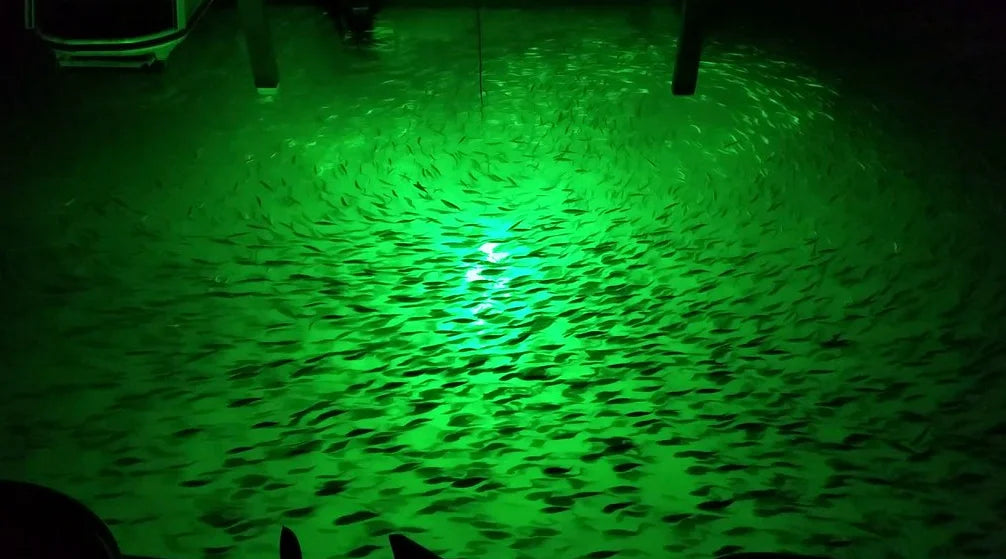 12W LED Floating Fish Light with 20' Cord F232525