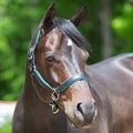 Black/Teal Leather Halter I676